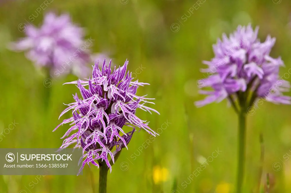 Orchis Italica - the wavy leaved monkey orchid, also known as the naked man orchid, Outer Mani, Peloponnese, Greece.