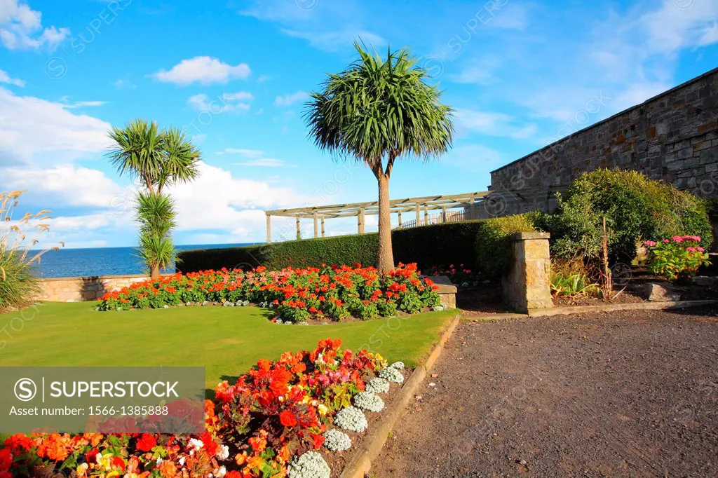 Palm trees, begonias and geraniums blooming in the old, traditional garden. United Kingdom, Europe.
