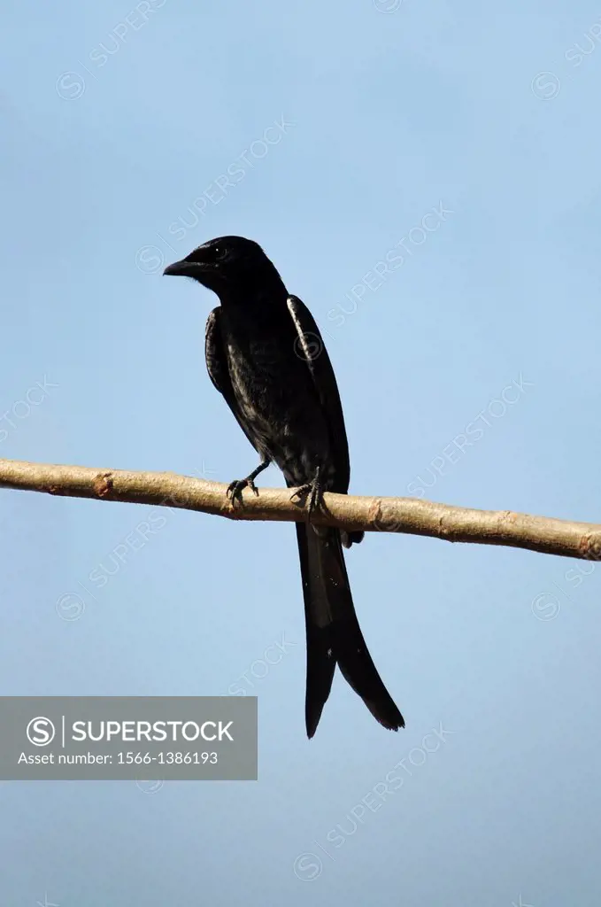 Drongo, India. Theyare a family of smallpasserinebirds of the Old World tropics, theDicruridae. This family was sometimes much enlarged to include...
