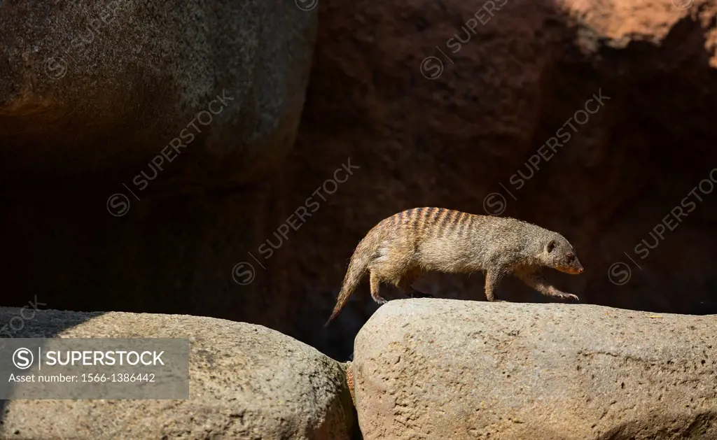 Banded mongoose (Mungos mungo), Namib, Africa