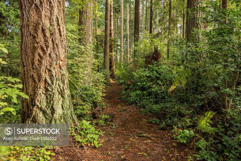 Sword Fern trail in the forest near the University of British Columbia, Vancouver, BC, Canada.