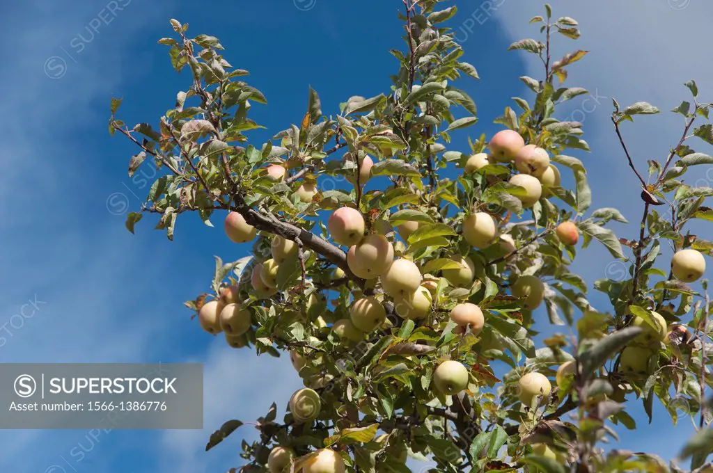 Apples; Riaza, Segovia, Spain.