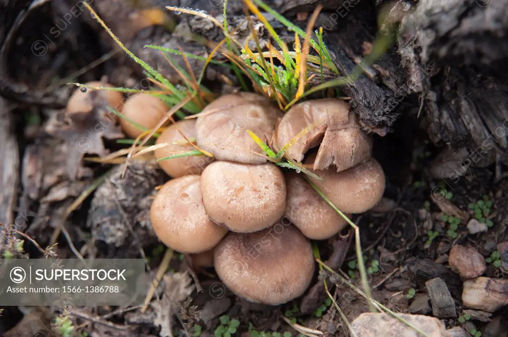 Fungus Hontanares mount; Riaza; Segovia Spain.