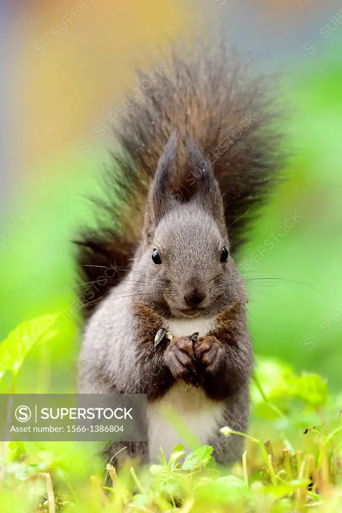 Sciurus vulgaris, Red Squirrel, wildlife, Germany, Nuernberg, Bavaria.