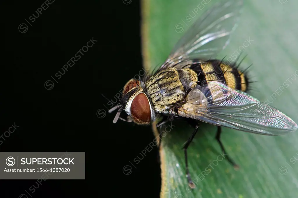 Fly. Image taken at Kampung Skudup, Sarawak, Malaysia.
