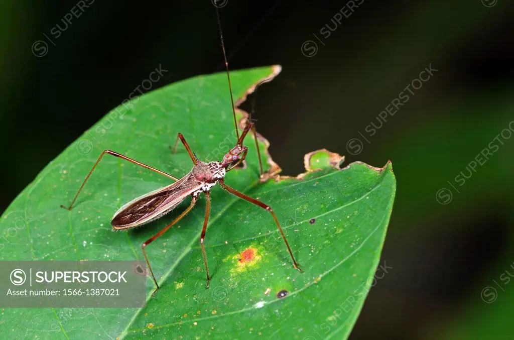 Stink bug. Image taken at Kampung Skudup, Sarawak, Malaysia.