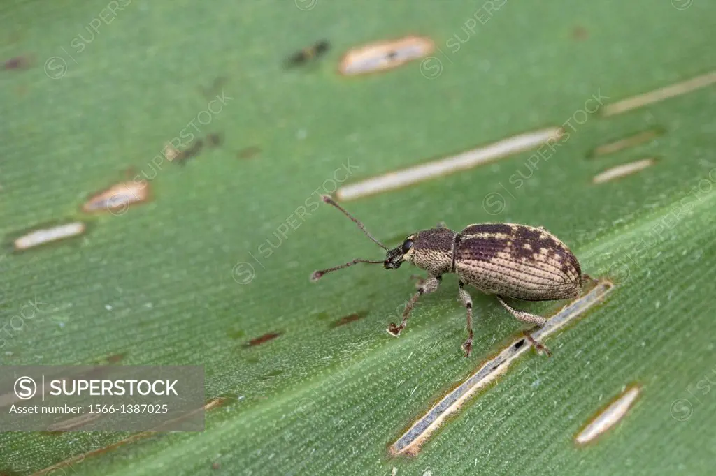 Beetle. Image taken at Kampung Satau, Sarawak, Malaysia.