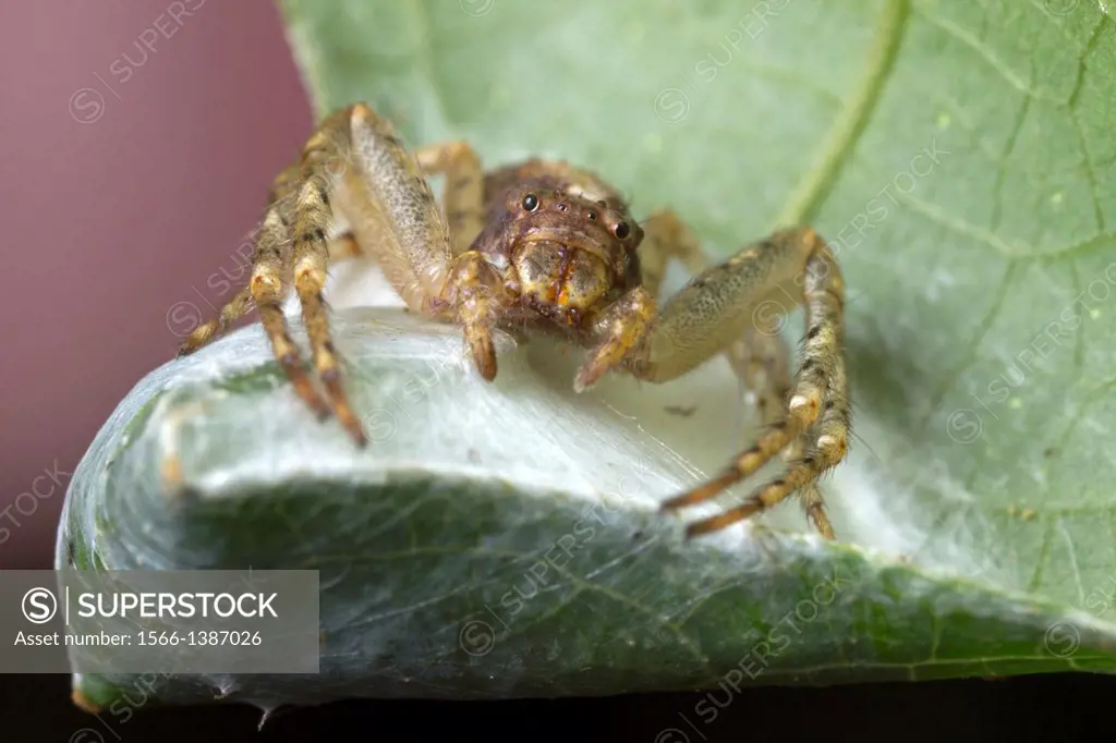 Huntsman spider. Image taken at Kampung Skudup, Sarawak, Malaysia.