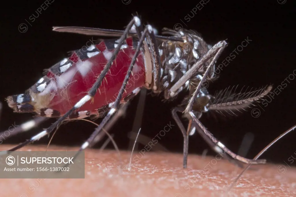 Mosquito sucking blood. Image taken at Kampung Skudup, Sarawak, Malaysia.