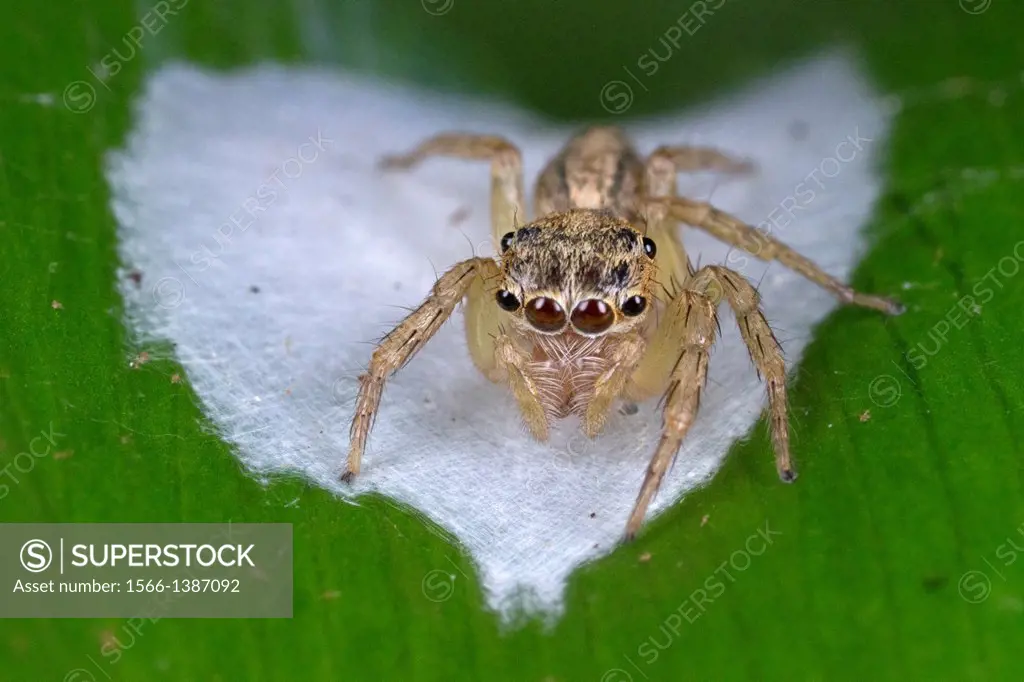 Jumping spider guarding its egg sac. Image taken at Kampung Skudup, Sarawak, Malaysia.
