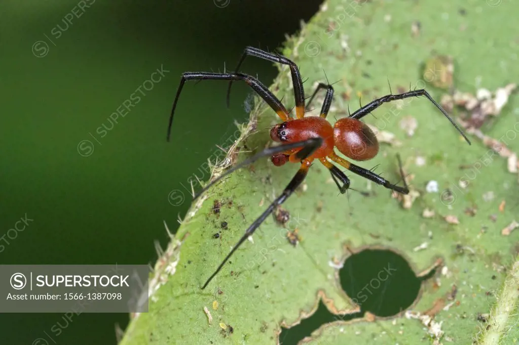 Huntsman spider. Image taken at Kampung Skudup, Sarawak, Malaysia.