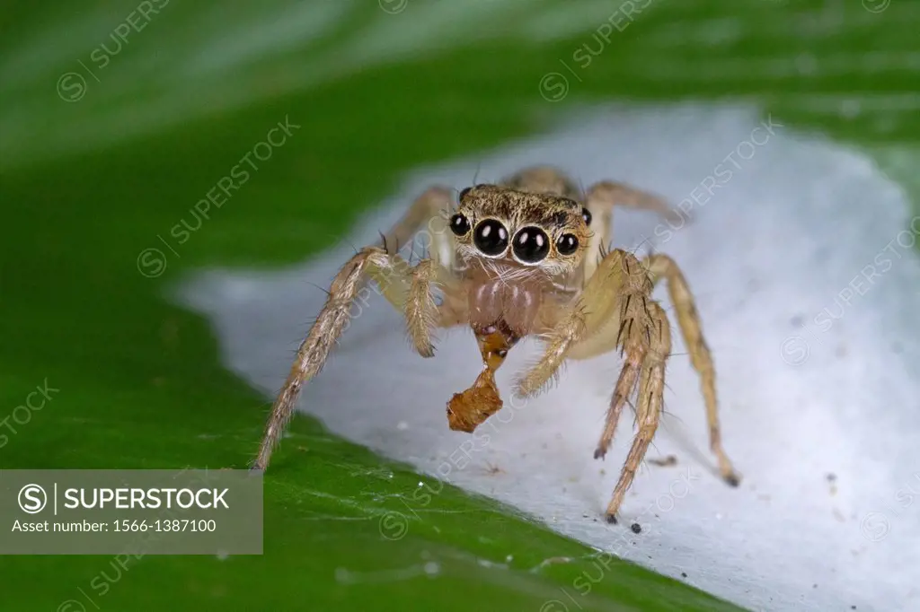 Jumping spider guarding its egg sac. Image taken at Kampung Skudup, Sarawak, Malaysia.
