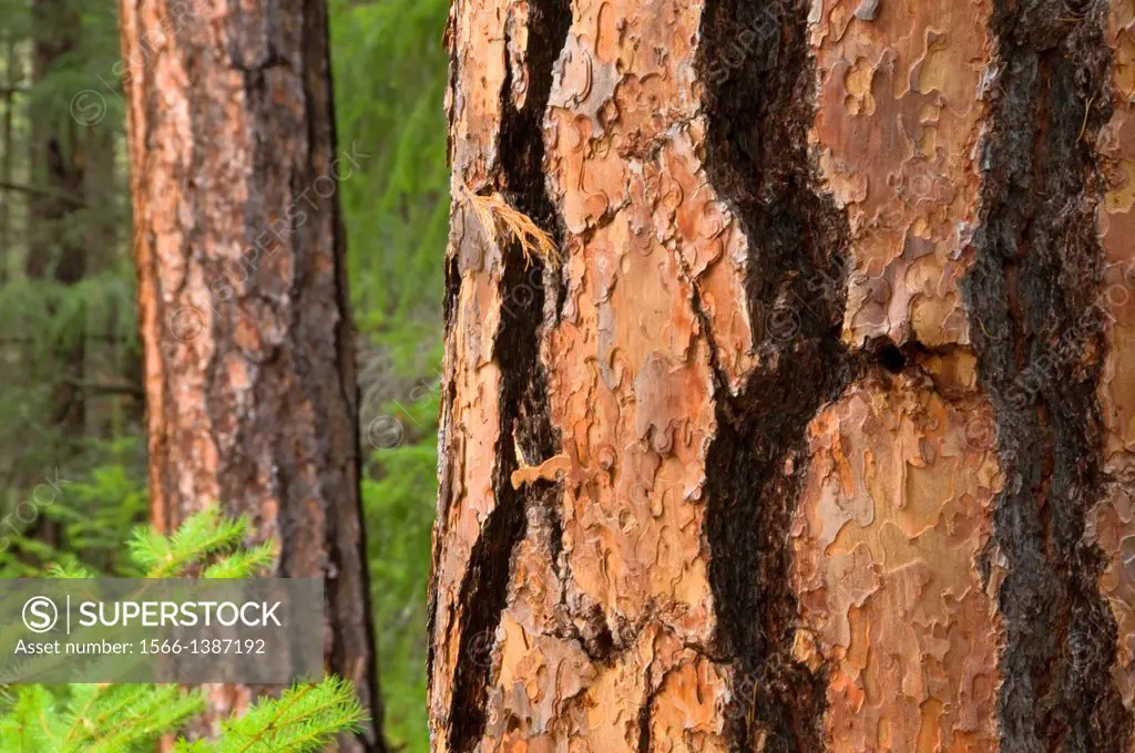 Ponderosa pine from the Metolius River Trail, Metolius Wild & Scenic River, Deschutes National Forest, Oregon.
