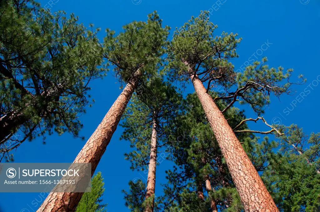 Ponderosa pine along the Metolius River, Metolius Wild & Scenic River, Deschutes National Forest, Oregon.