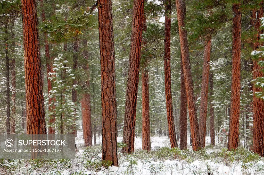 Ponderosa pine near the Metolius River, Deschutes National Forest, Oregon.