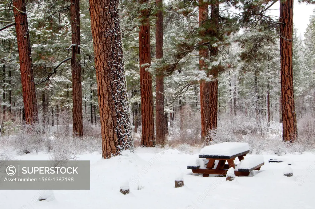 Picnic table at Camp Sherman Campground, Metolius Wild and Scenic River, Deschutes National Forest, Oregon.