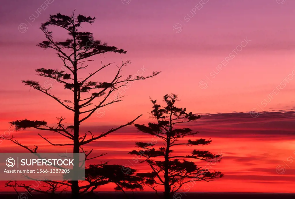 Sitka spruce (Picea sitchensis) sunset, Ecola State Park, Lewis & Clark National Historic Park, Oregon.