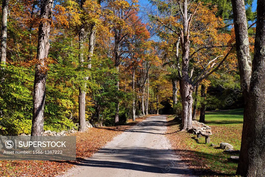 Unpaved autumn road, Maceddonia Brook State Park, Kent, Connecticut, USA.