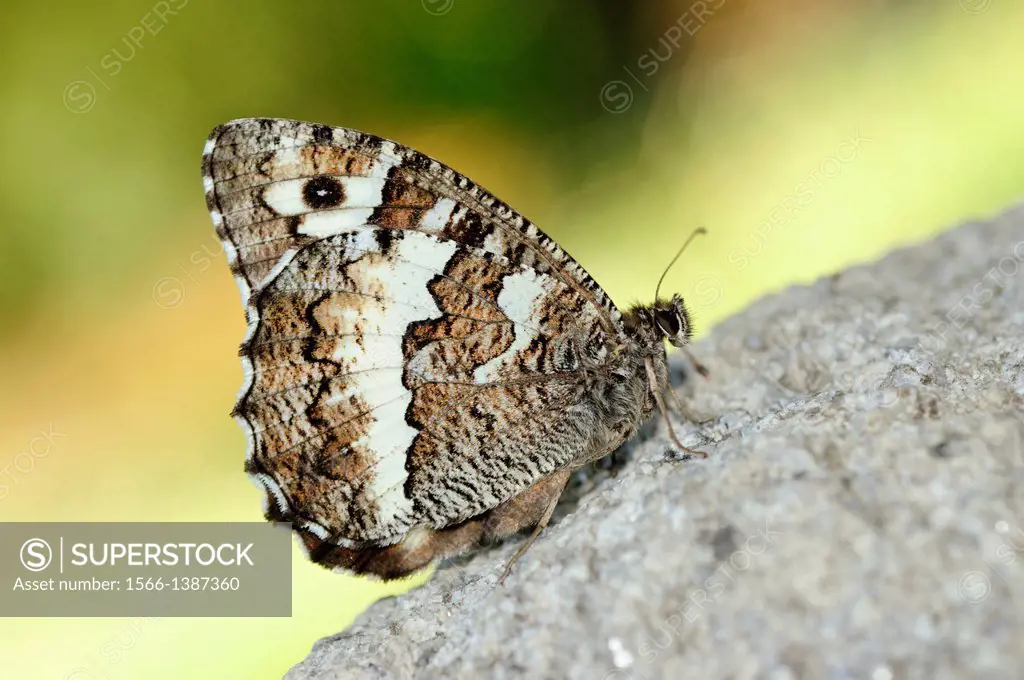 Great Banded Grayling Butterfly (Brintesia circe). Spain.
