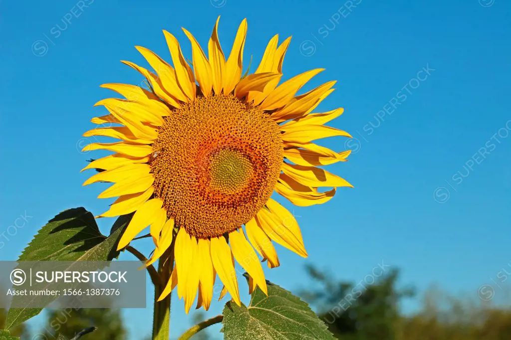 Sunflower plant (Helianthus annuus). Location: Male Karpaty, Slovakia.