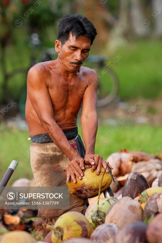 men processing coconut, Borneo