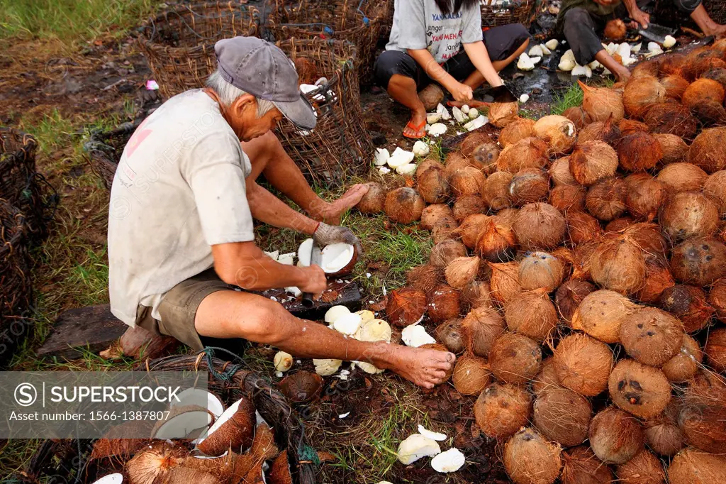 men processing coconut, Borneo