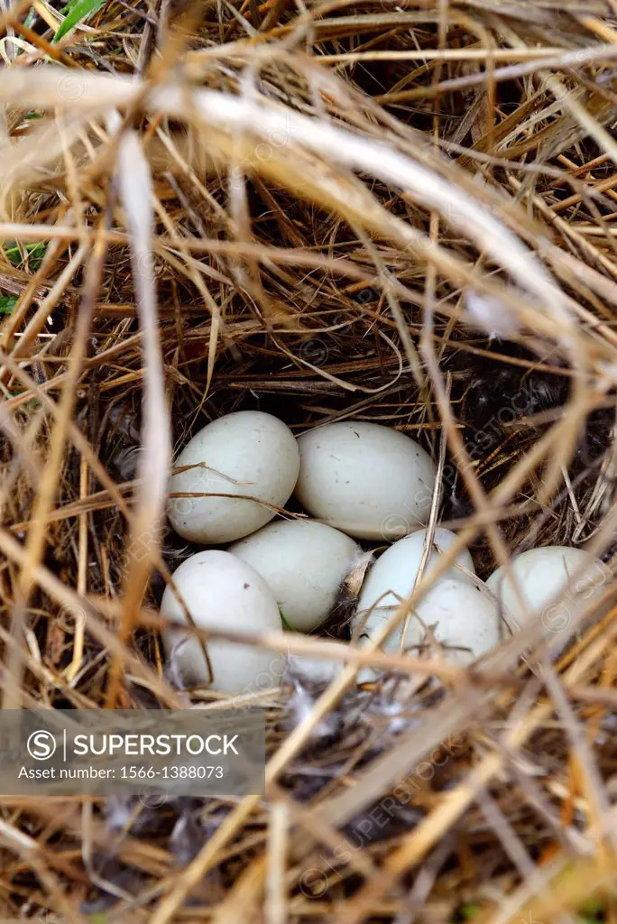 duck nest with eggs, North Karelia, Finland, Europe.