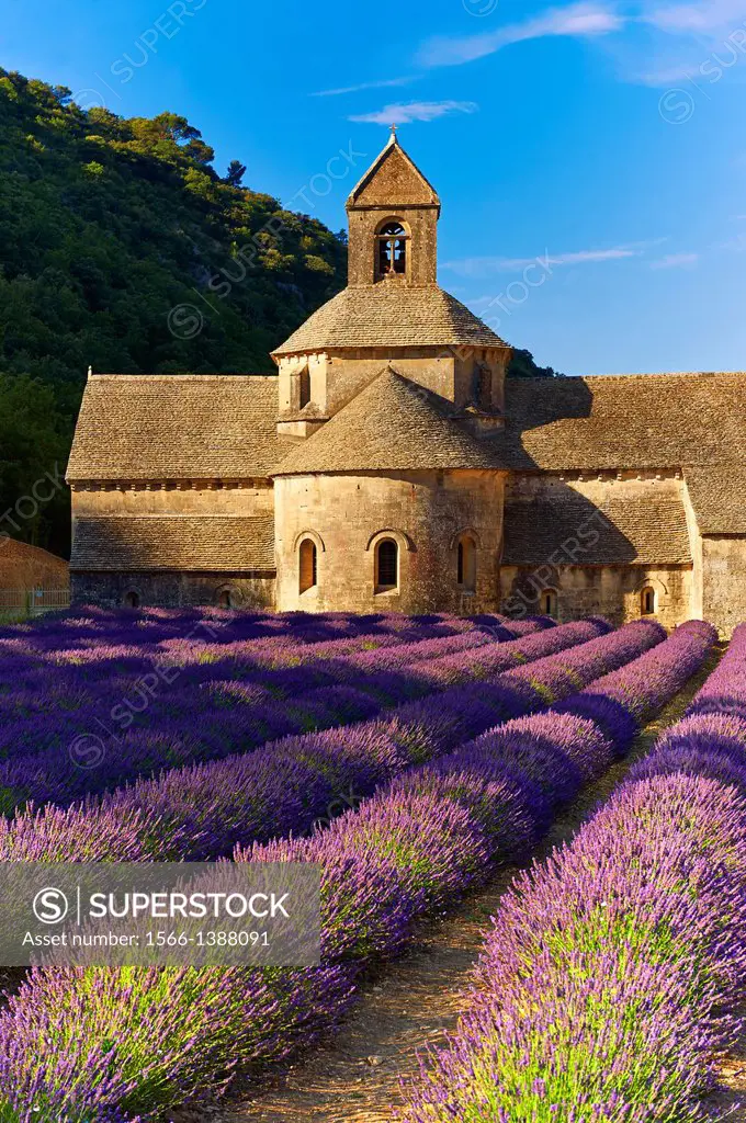 The 12th century Romanesque Cistercian Abbey of Notre Dame of Senanque ( 1148 ) set amongst the flowering lavender fields of Provence near Gordes, Fra...