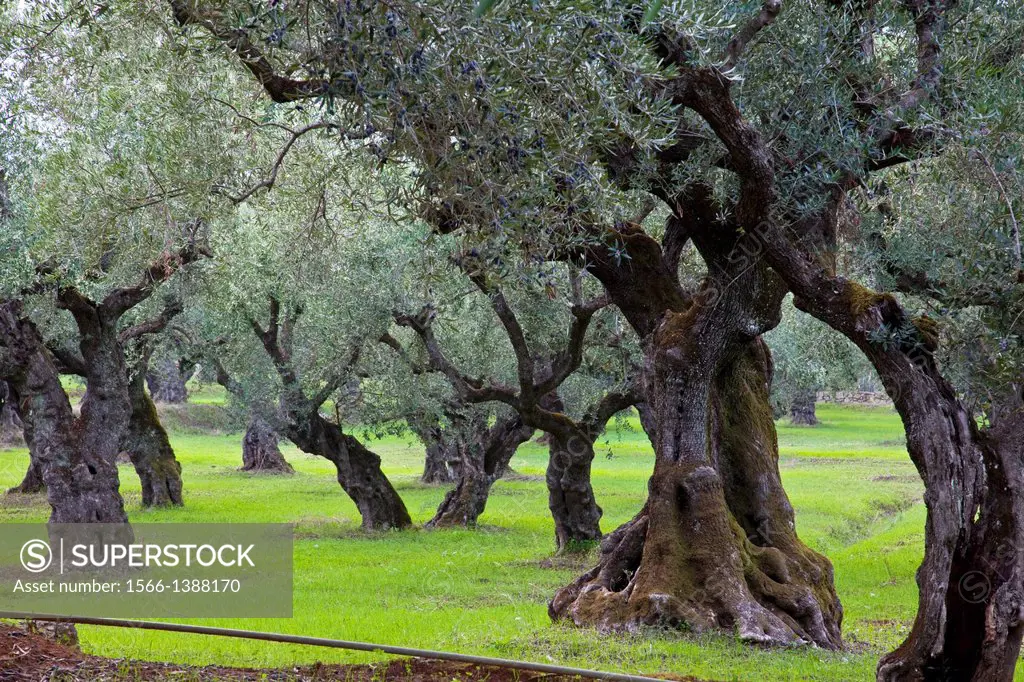 Olive Trees, Zakynthos (Zante) Island, Greece.