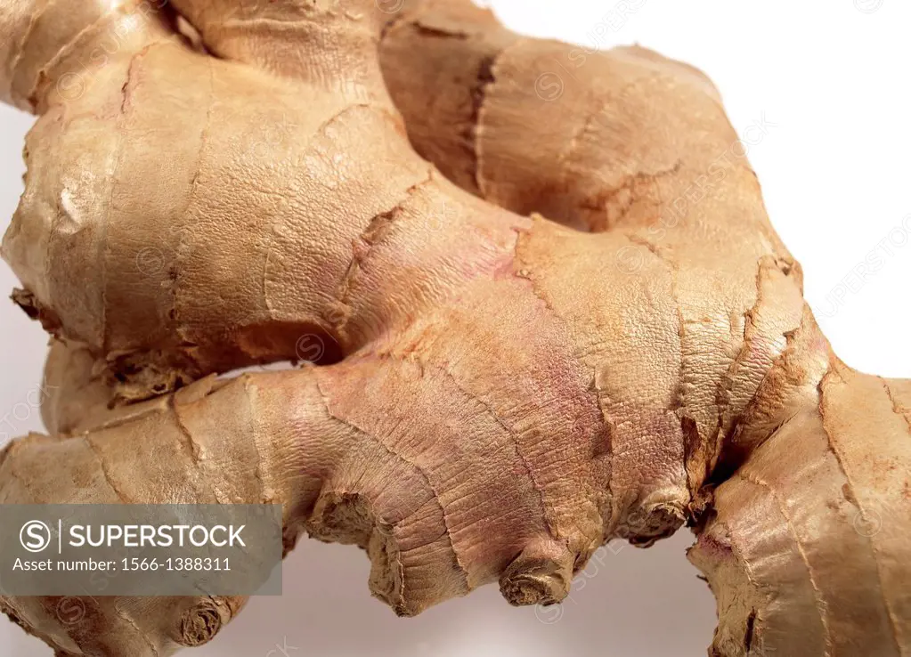 Ginger Root, zingiber officinale against White Background.