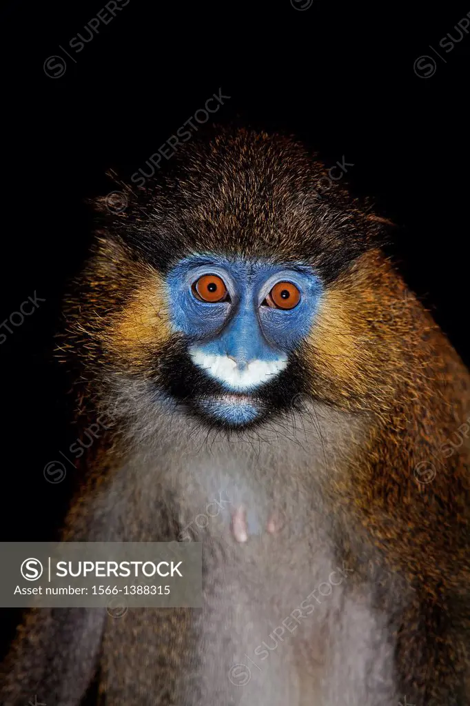 Moustached Monkey or Mustached Monkey, cercopithecus cephus, Portrait of Adult.