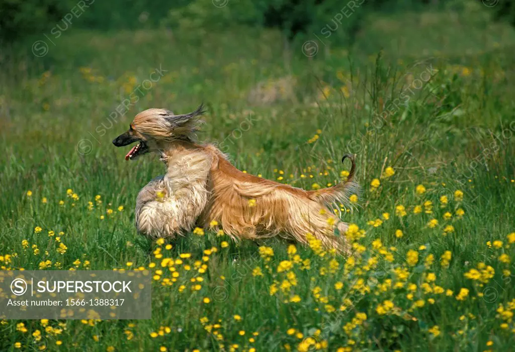 Afghan Hound, Adult running through Flowers.