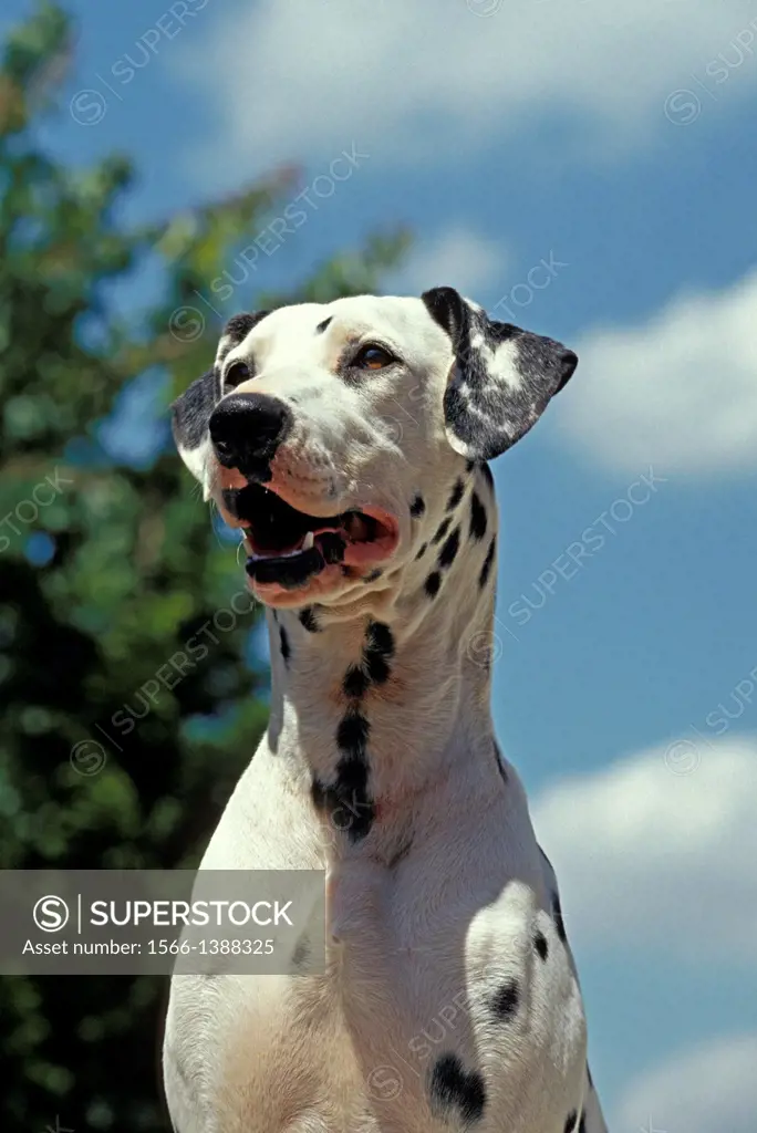 Portrait of Dalmatian Dog.