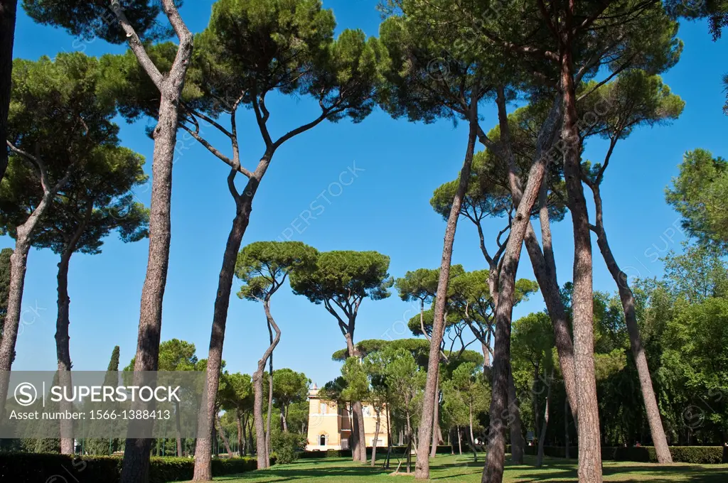 Umbrella Pine trees and building, Villa Borghese gardens, Rome, Italy.