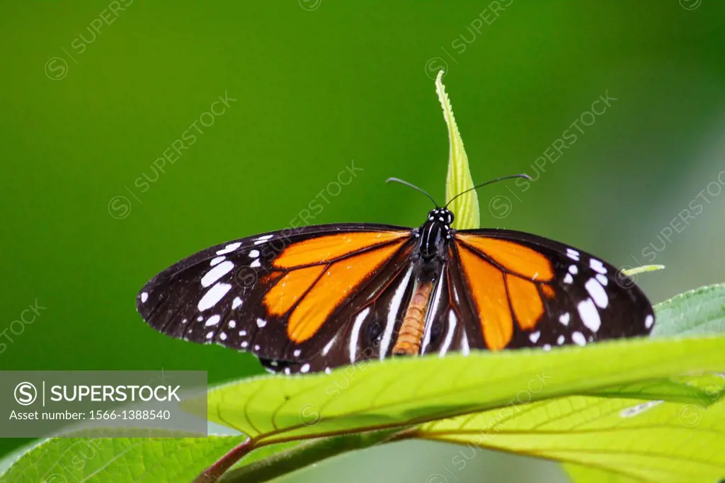 Butterfly, Paulau Perhentian Kecil Island, Terengganu, Malaysia.