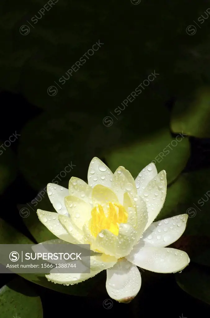 Yellow Lotus flower, Pune, Maharashtra, India.