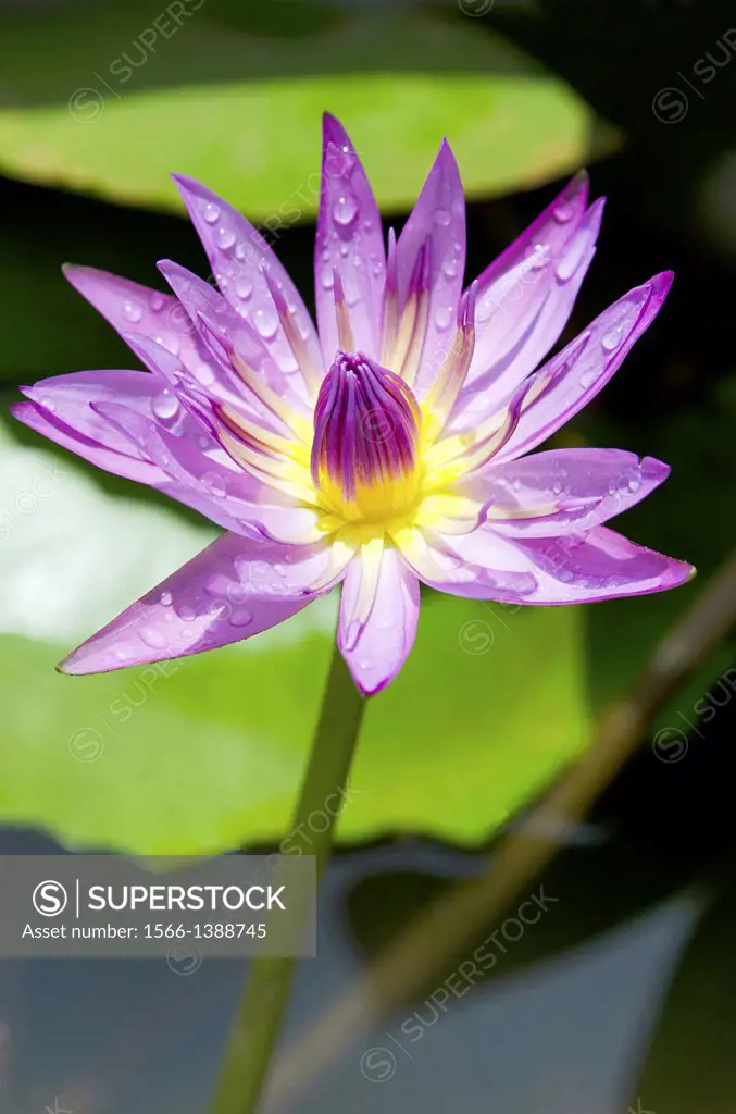The purple lotus is considered the mystic lotus. Usually depicted as either a bud, or in bloom revealing the heart. Usually associated with the Buddha...