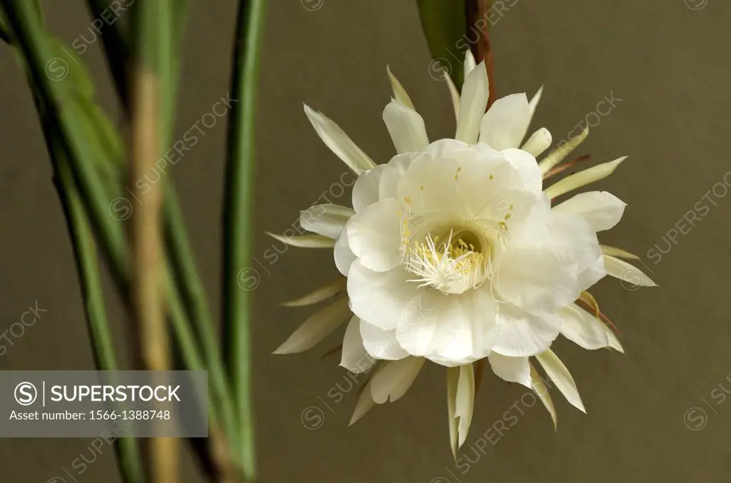 Epiphyllum oxypetalum, a night-blooming cactus flower. It is commonly and erroneously referred to as Brahma Kamal locally in India. It flowers in late...