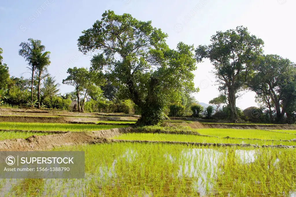 Rice field at kuveshi, Karnataka.