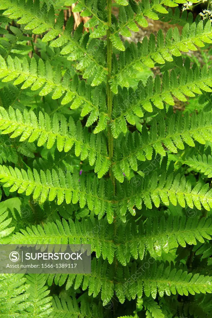 mail fern detail (Dryopteris filix) in the national park Gran Paradiso. Italy.