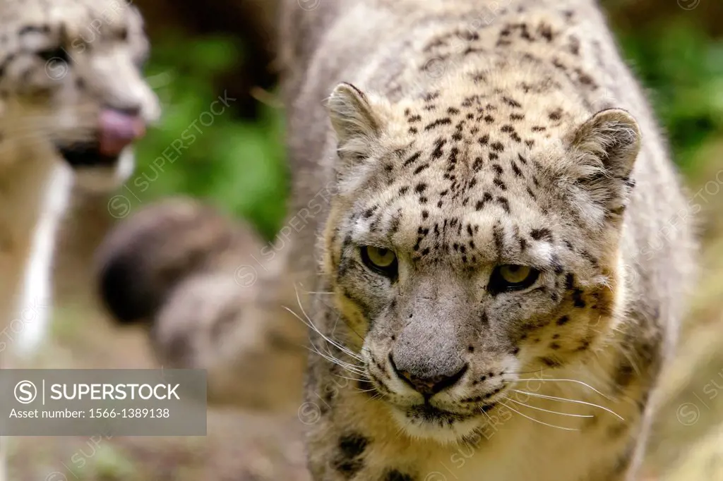 Snow Leopard, Uncia uncia, captive, Germany