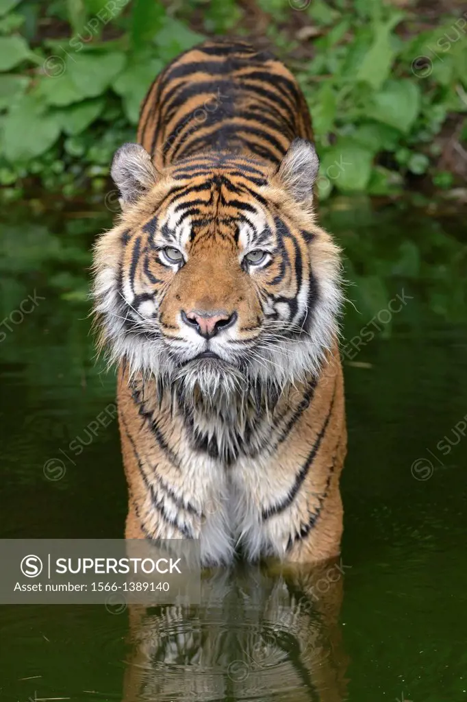 Sumatra tiger, Panthera tigris sumatrae, captive, Germany.