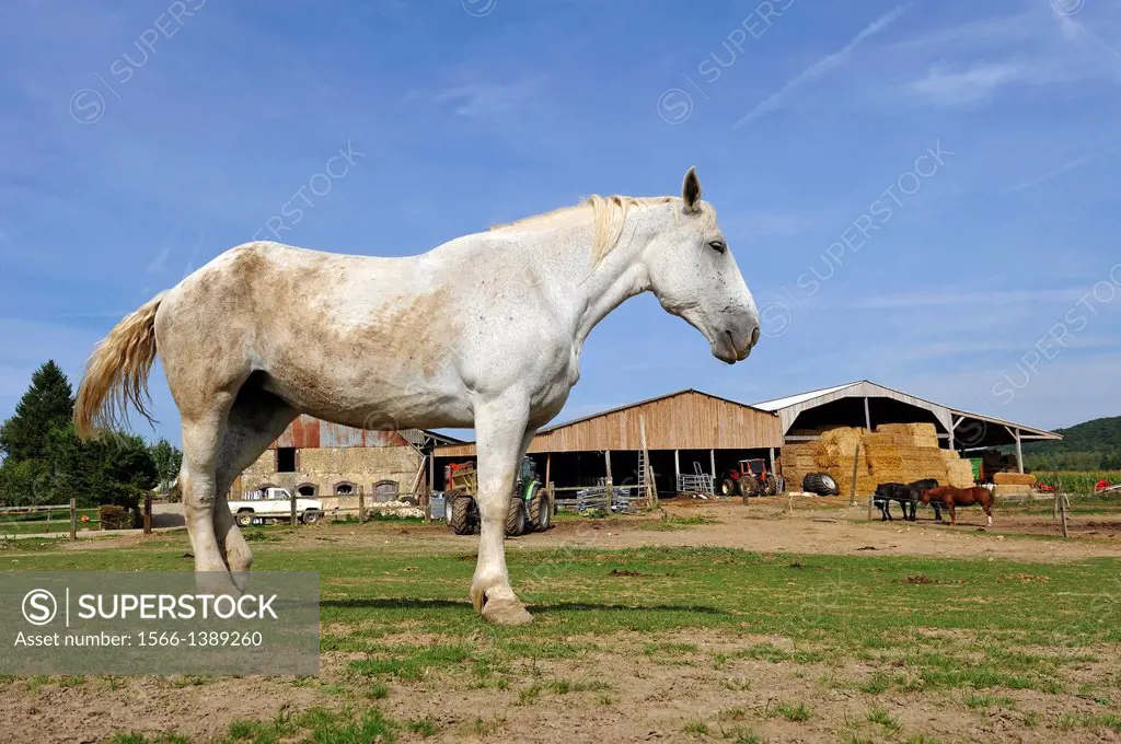 Percheron horses in meadow, Farm of Absoudiere, Corbon, Perche province, Orne department, Lower Normandy region, France, Western Europe.