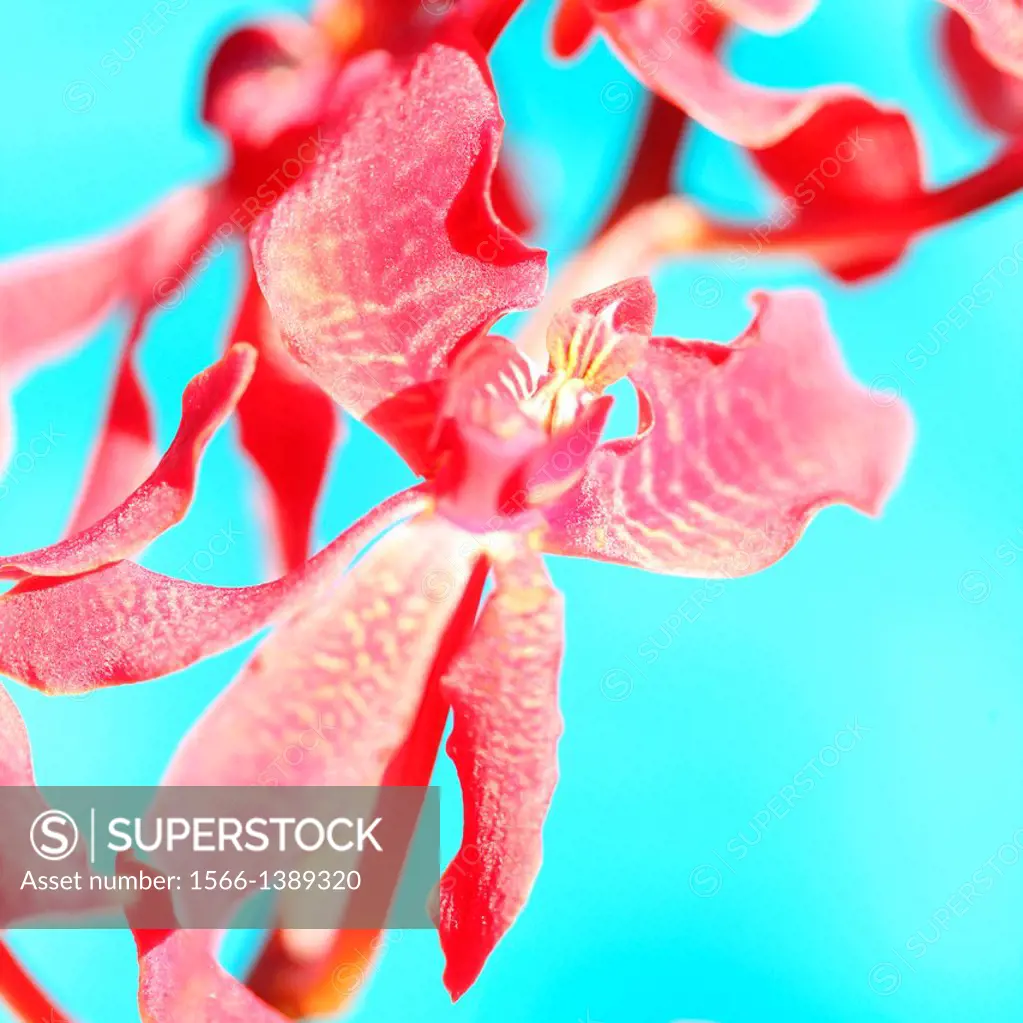vibrant and alluring red mokara orchid stem still life.