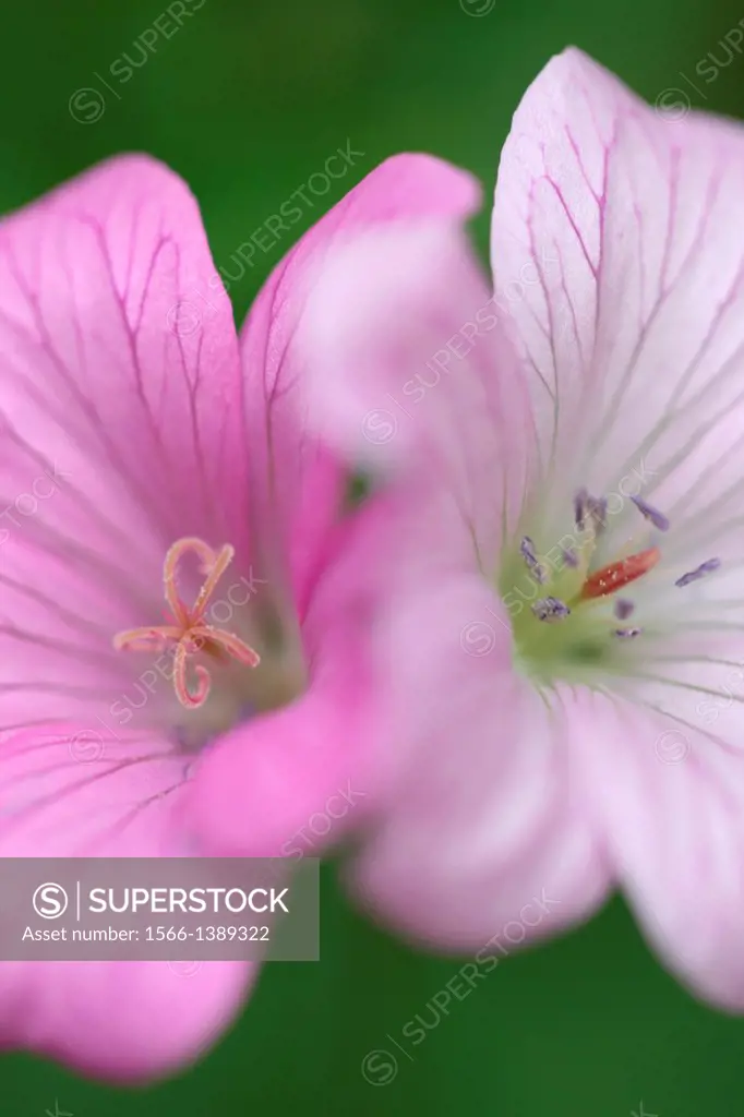 romantic geranium endressii blooms.