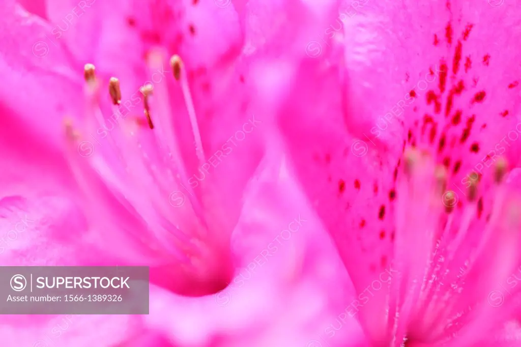 gorgeous pink flower, soft, ethereal and elegant azaleas.