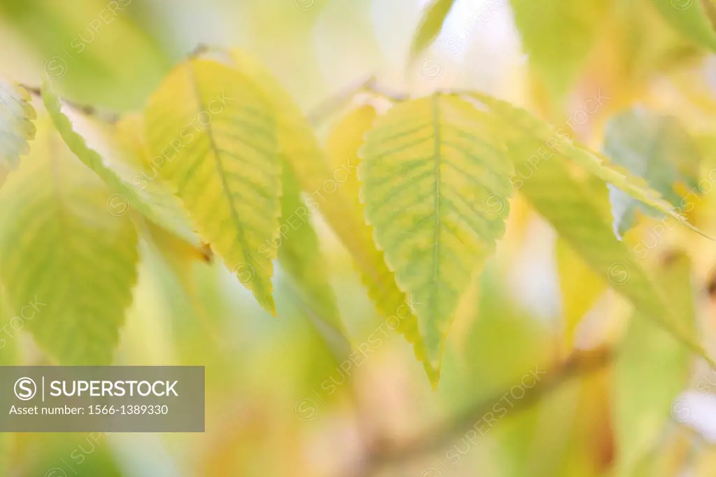 beautiful autumn hues of the zelkova serrata keyaki tree.