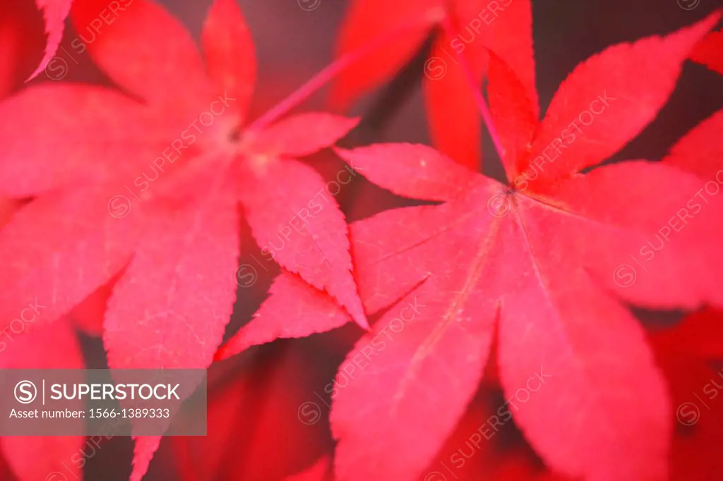 red autumn maples.