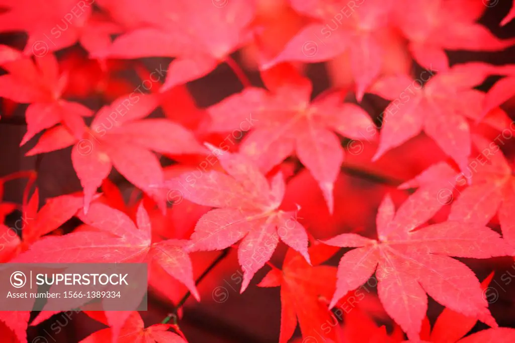 red autumn maples.