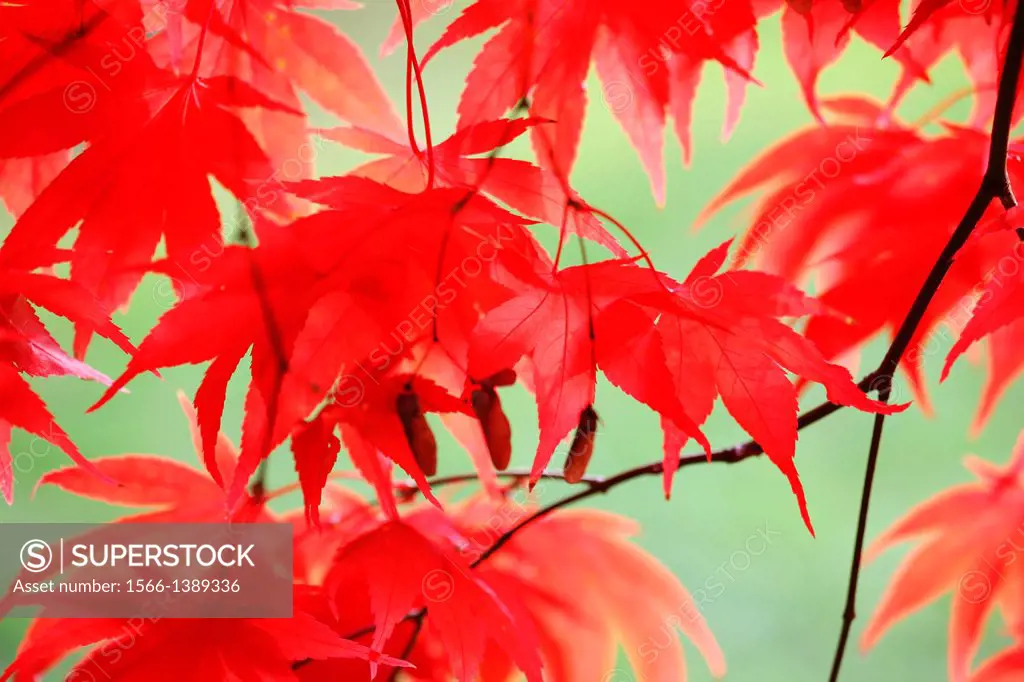 stunning red maple leaves swaying in the autumn breeze.